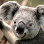 Large koala