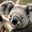 Small koala