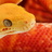 Medium animals reptiles bright kite 030101 29