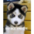 Medium 215